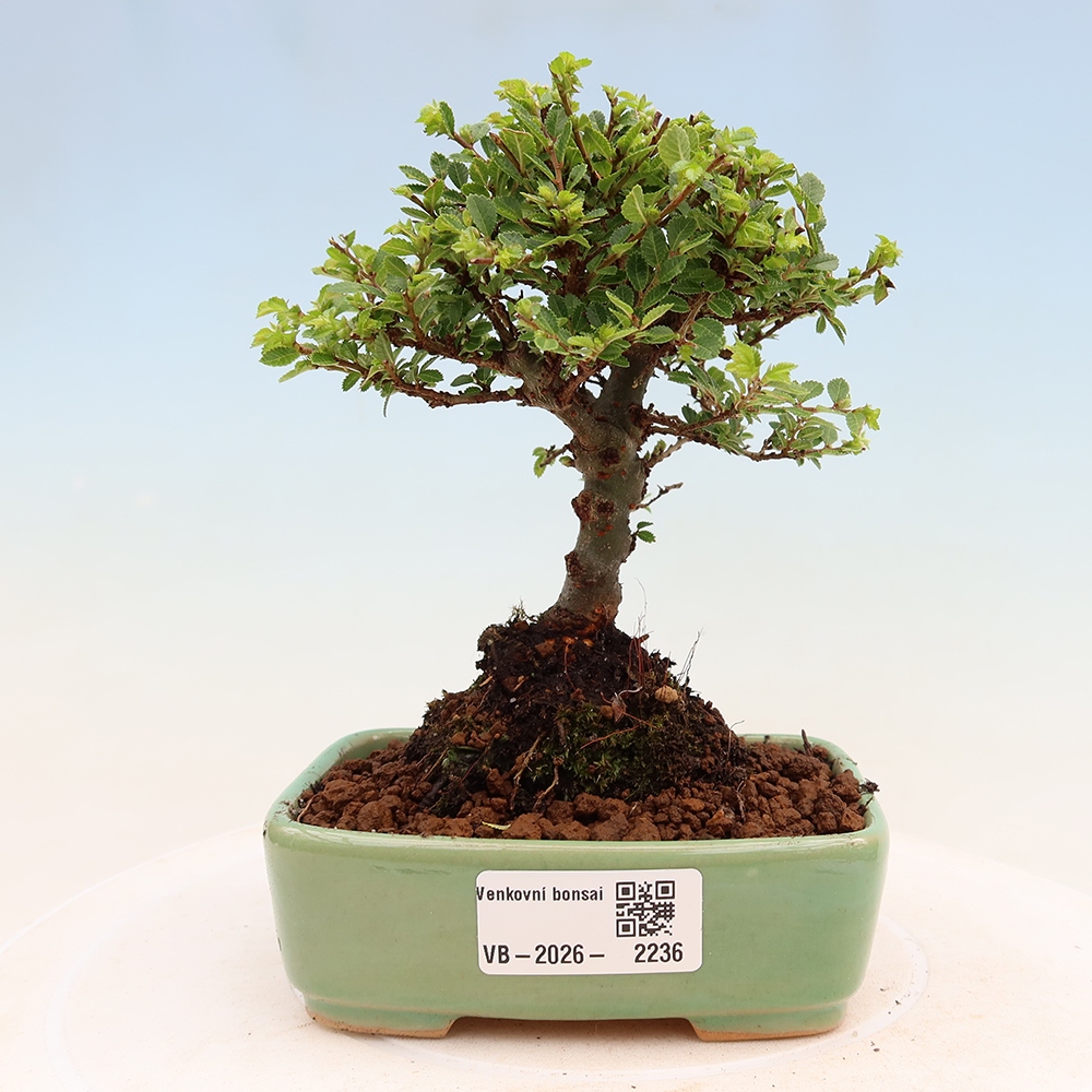 Bonsai für draußen - Ulmus parvifolia Sagei - Kleinblättrige Ulme