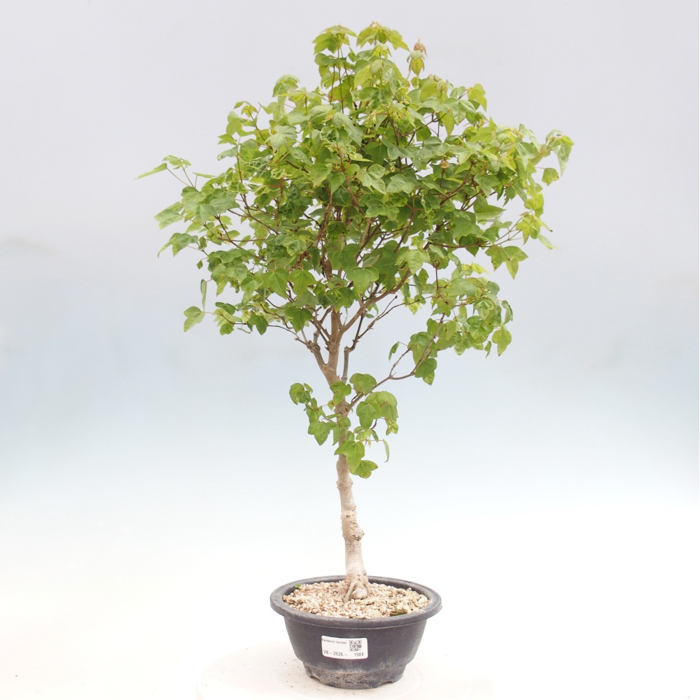 Bonsai für draußen - Acer Buergerianum - Bergahorn