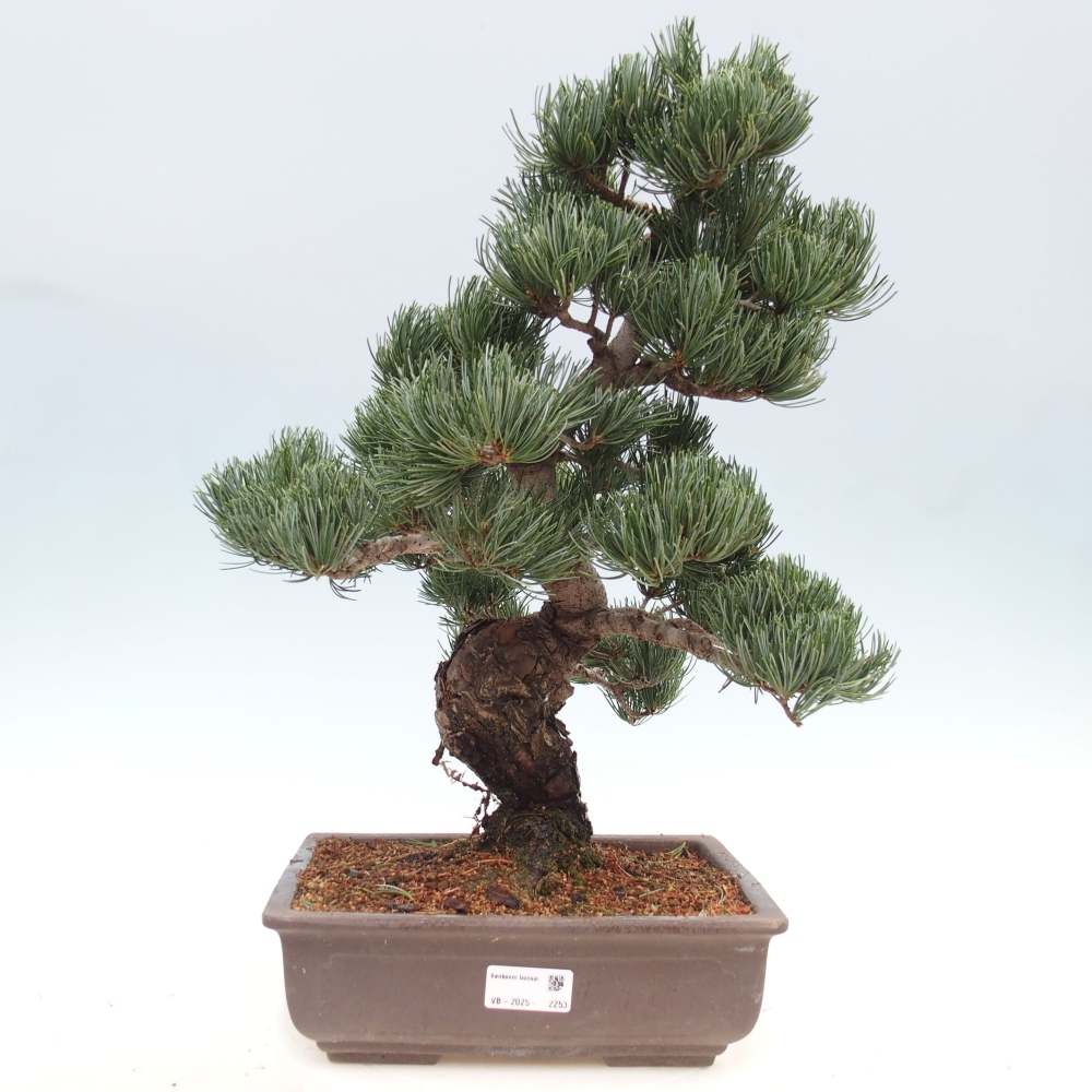 Bonsai für draußen - Pinus parviflora - Pinus parviflora