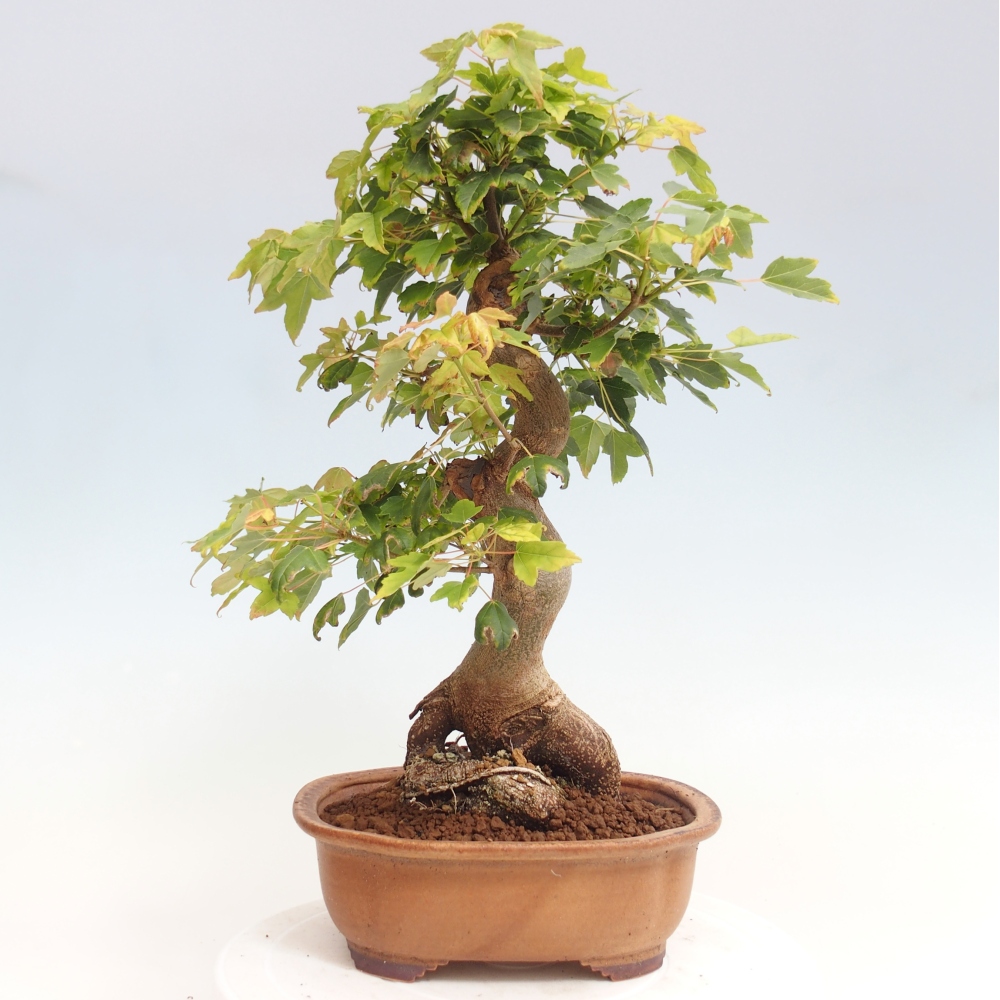 Bonsai für draußen - Acer Buergerianum - Bergahorn