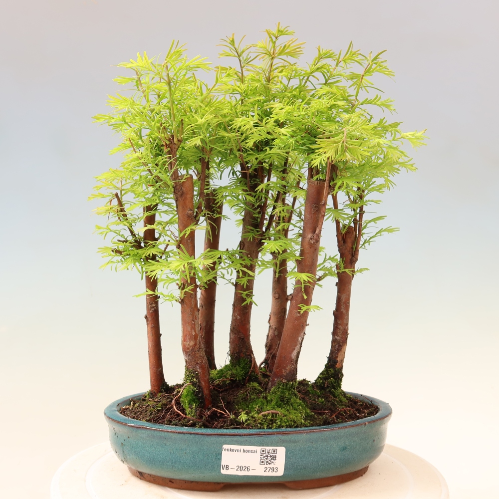 Bonsai für den Außenbereich – Metasequoia glyptostroboides – Chinesische Metasequoia – Wäldchen