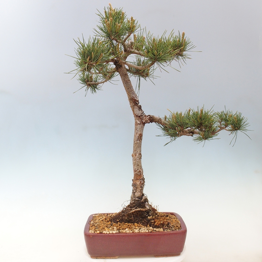 Bonsai für draußen - Pinus Sylvestris Watererri - Waldkiefer