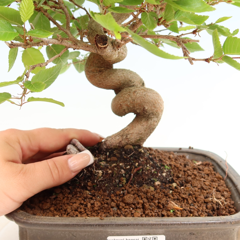 Bonsai für draußen - Karpinus Coreana - Koreanische Hainbuche