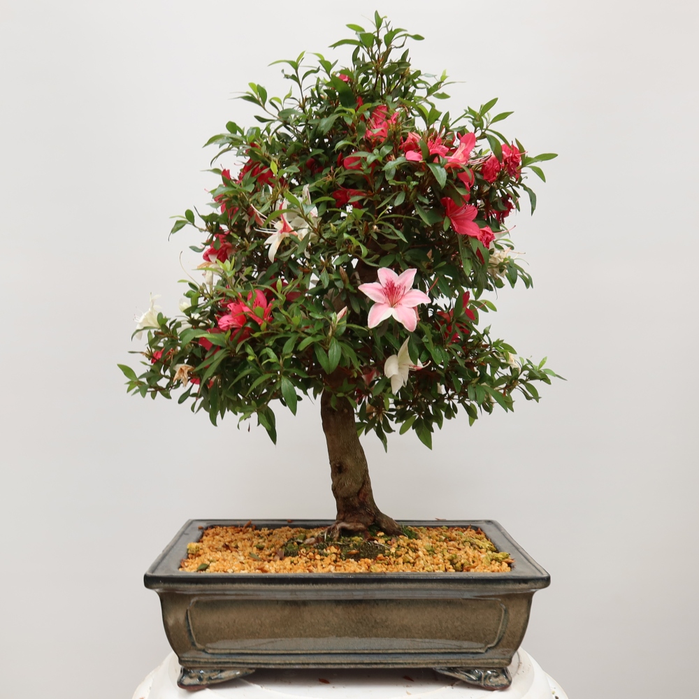 Bonsai für draußen - Japanische Azalee - Azalea satsuki