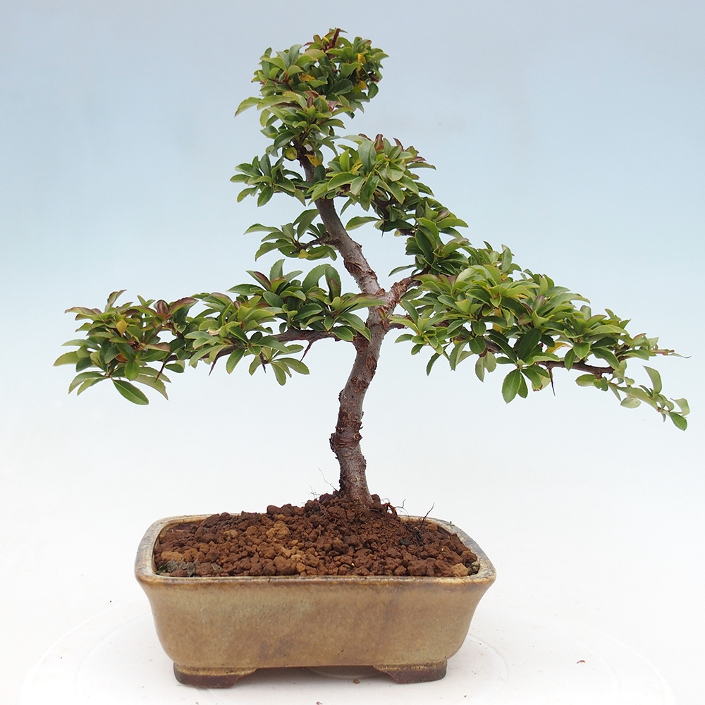 Freiland-Bonsai-Pyracantha Teton -Hlox