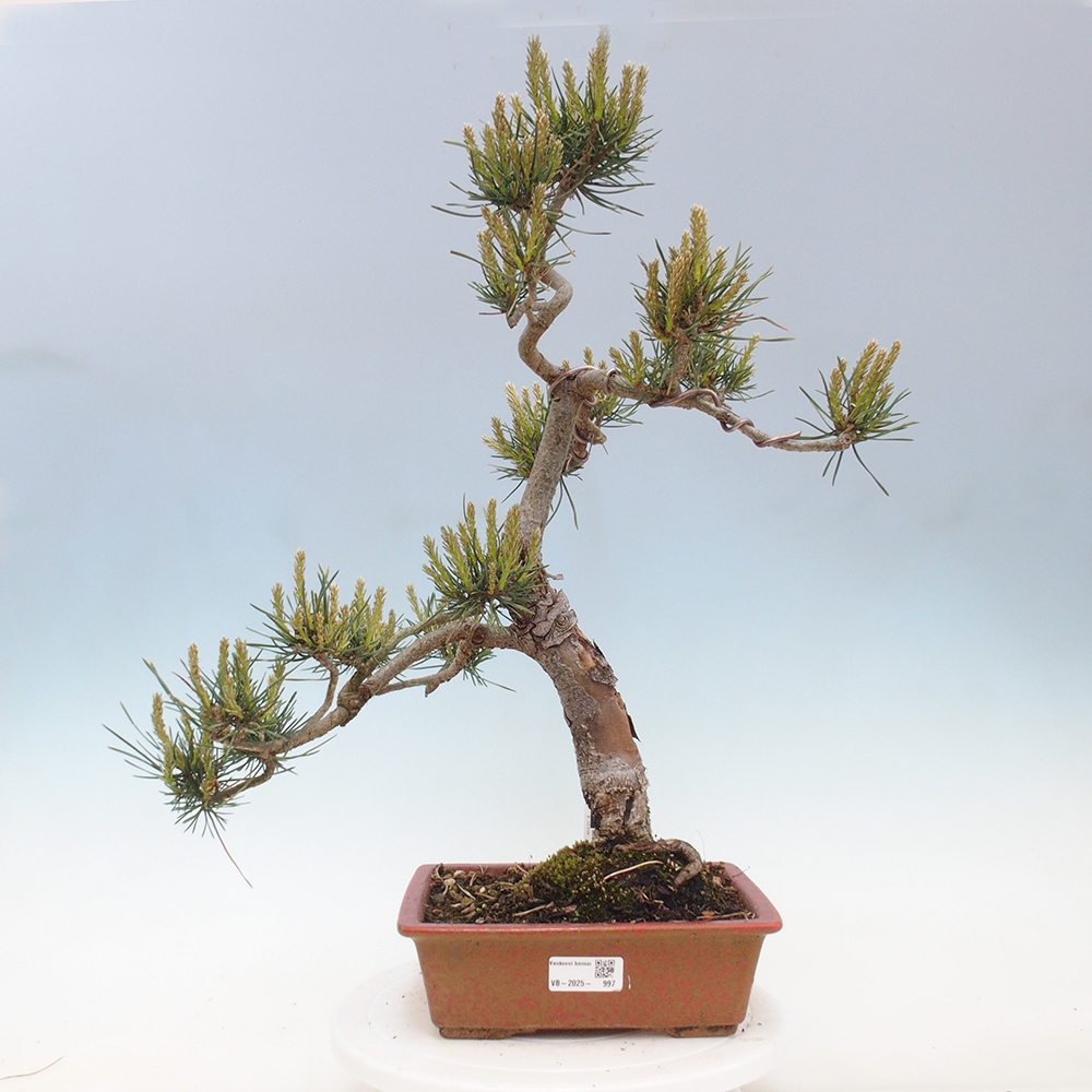 Bonsai für draußen - Pinus Sylvestris Watererri - Waldkiefer