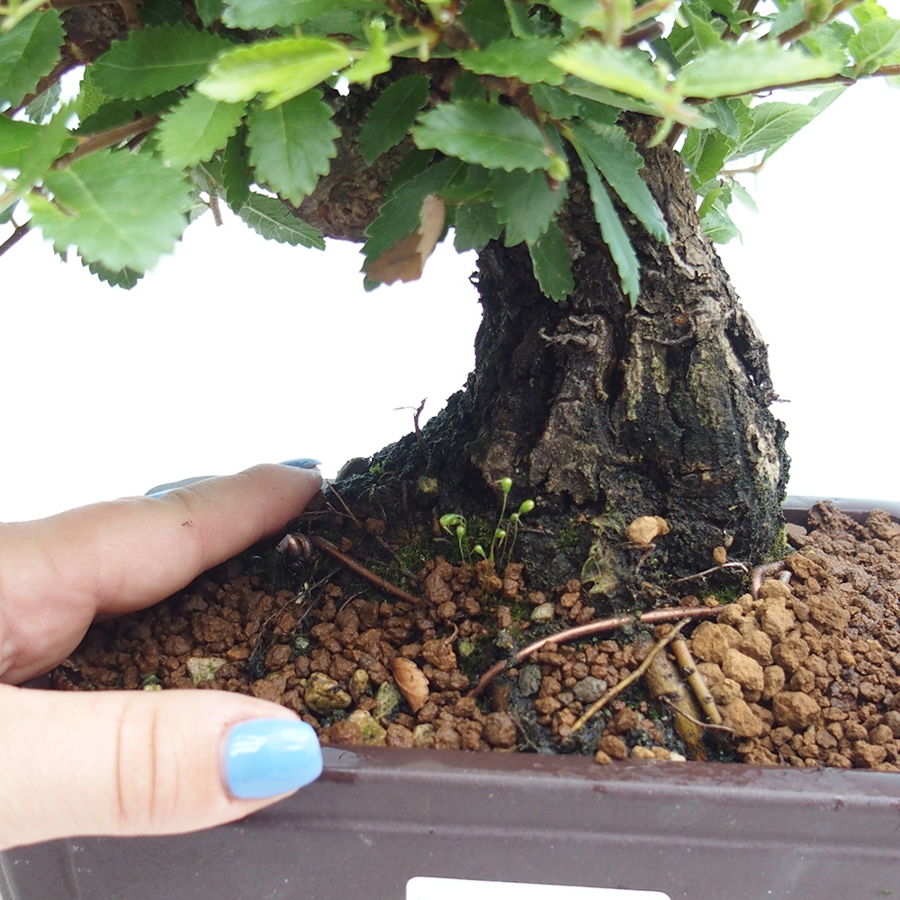 Bonsai für draußen - Zelkova - Zelkova NIRE