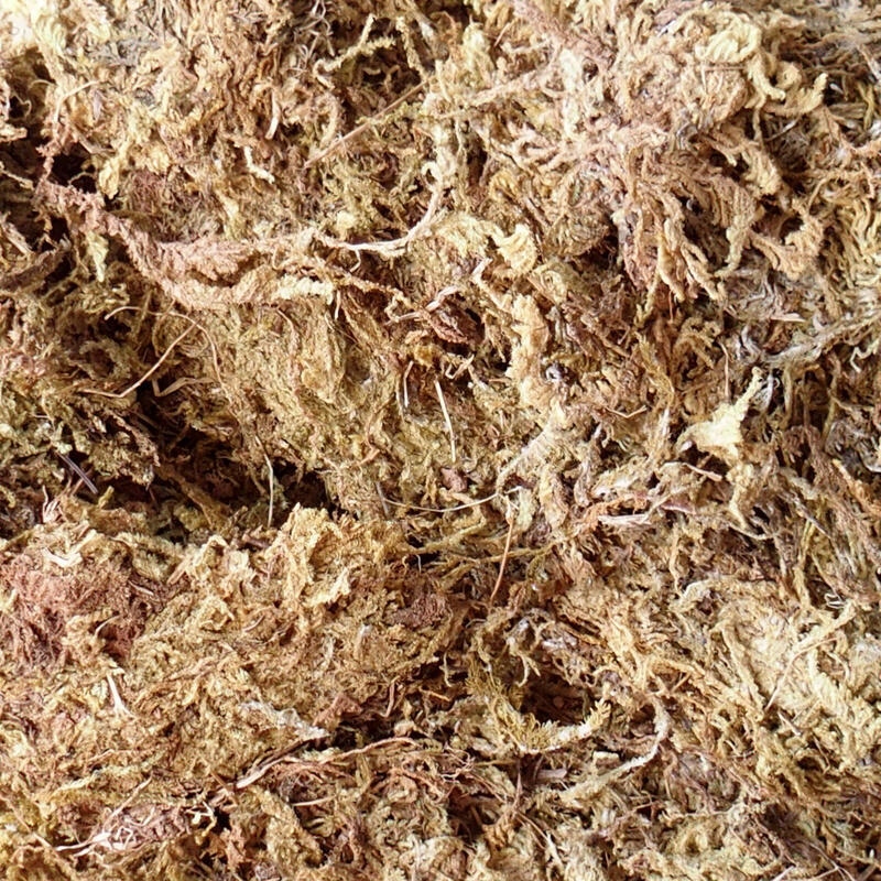 Moose (Bryophyta) - Moos 1 kg