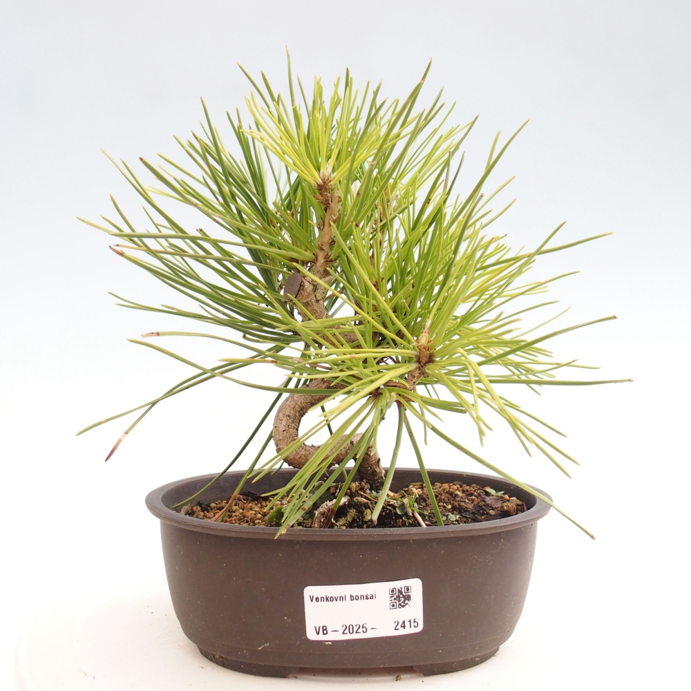 Bonsai für draußen - Pinus thunbergii - Thunberg-Kiefer