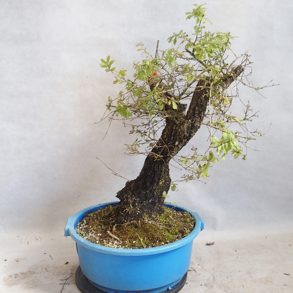 Außenbonsai Quercus Cerris - Eiche Cer