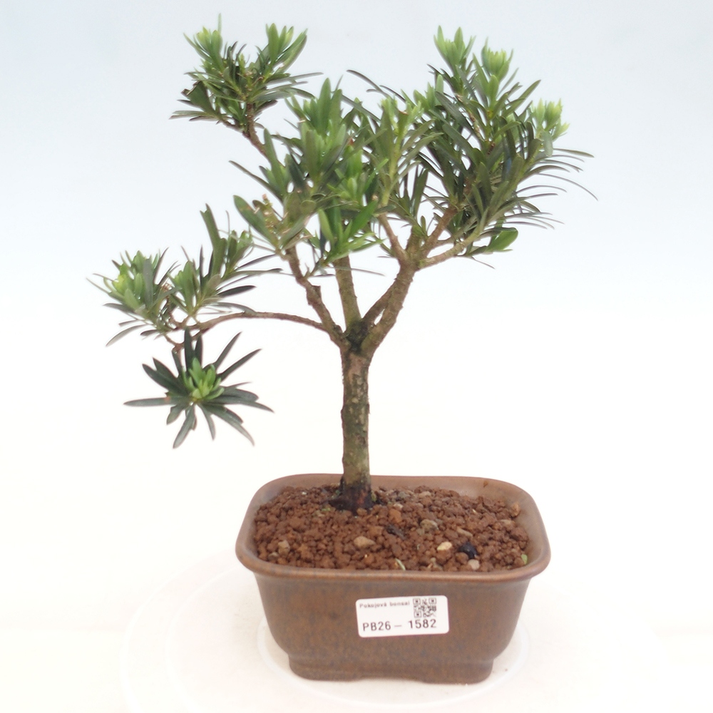 Zimmerbonsai - Podocarpus - Stein-Eibe