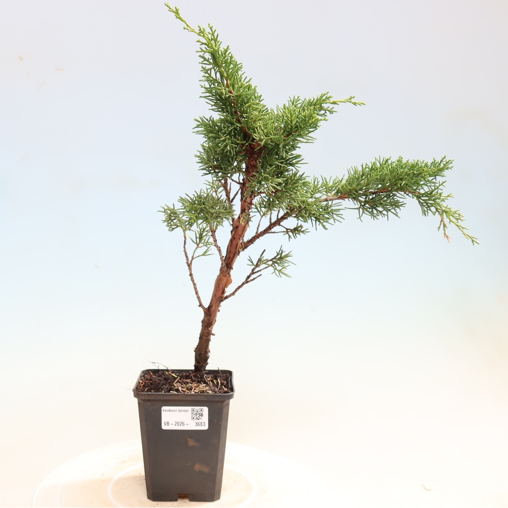 Bonsai für draußen - Juniperus chinensis Kishu