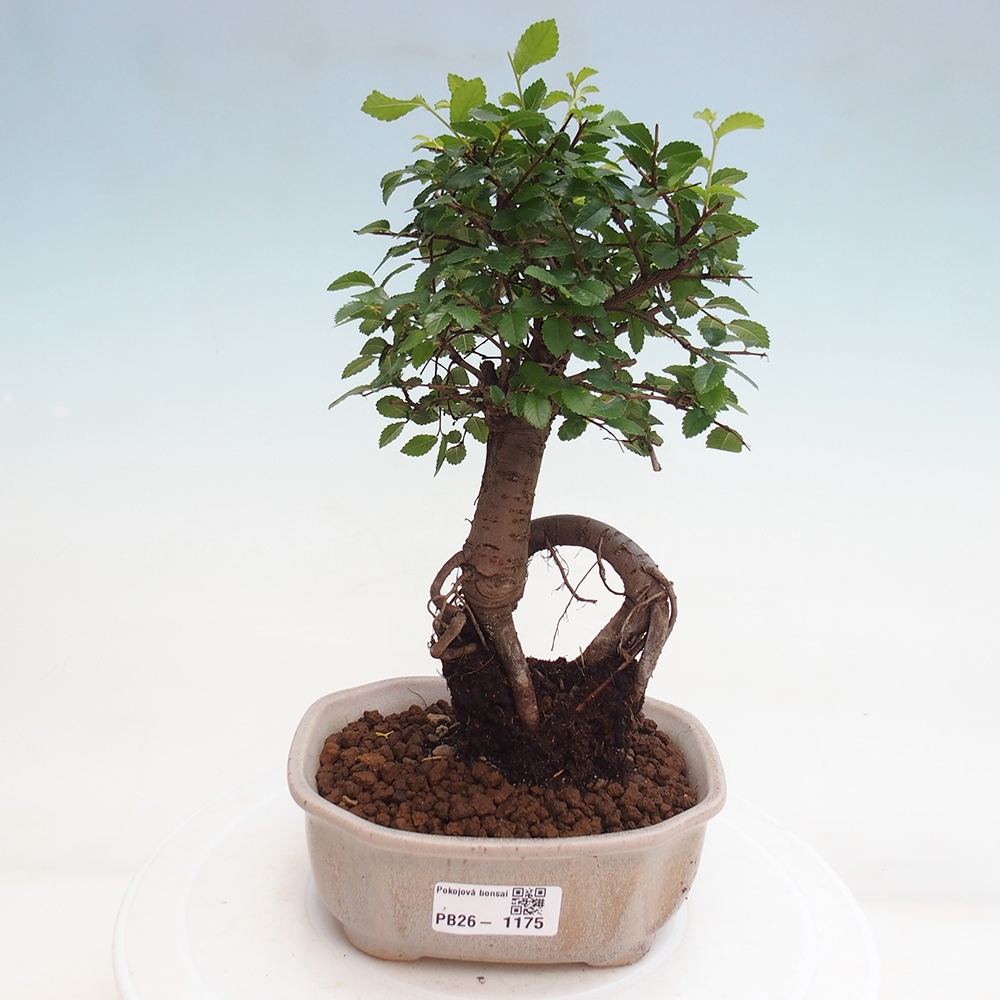 Zimmerbonsai - Ulmus parvifolia - Kleinblättrige Ulme