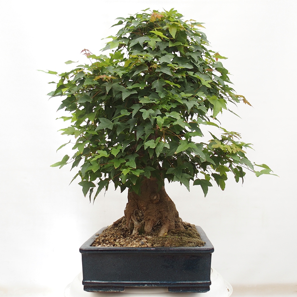 Bonsai für draußen - Acer Buergerianum - Bergahorn