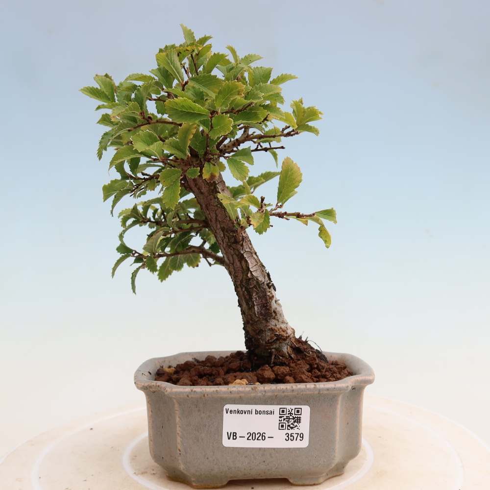Bonsai für draußen - Zelkova - Zelkova NIRE