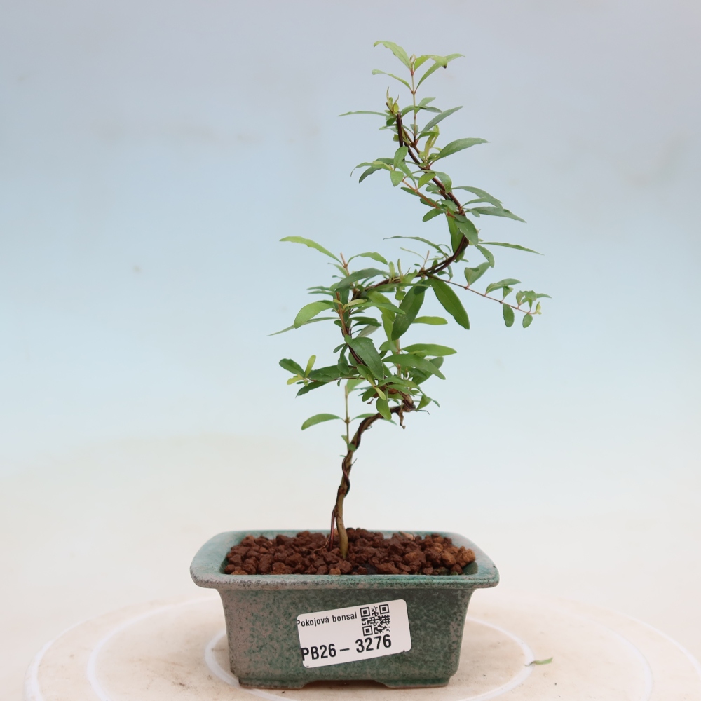 Zimmer-Bonsai-PUNICA granatum nana-Apfel-Granatapfel