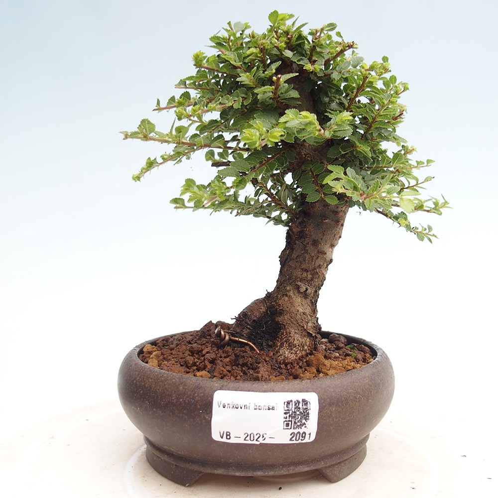 Bonsai für draußen - Ulmus parvifolia Hokkaido - Chinesische Ulme