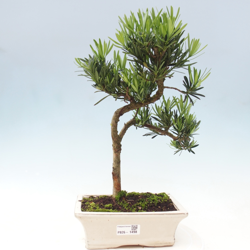 Zimmerbonsai - Podocarpus - Stein-Eibe