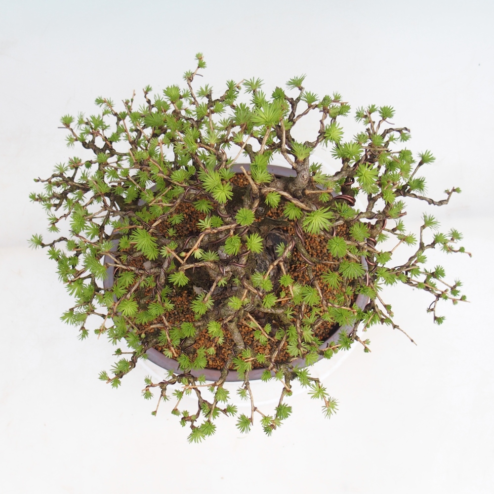 Bonsai für draußen -Larix decidua - Lärche