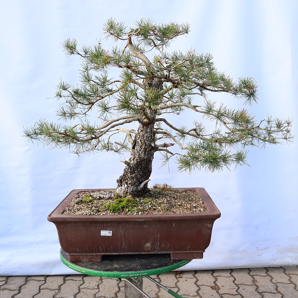 Pinus sylvestris Spanien – Waldkiefer