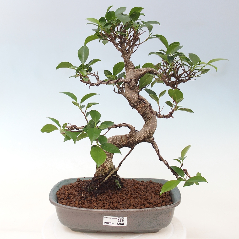 Zimmerbonsai - Ficus kimmen - Kleinblättriger Ficus