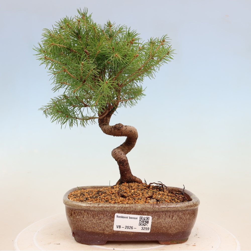 Bonsai für draußen - Fichte - Picea glauca globe