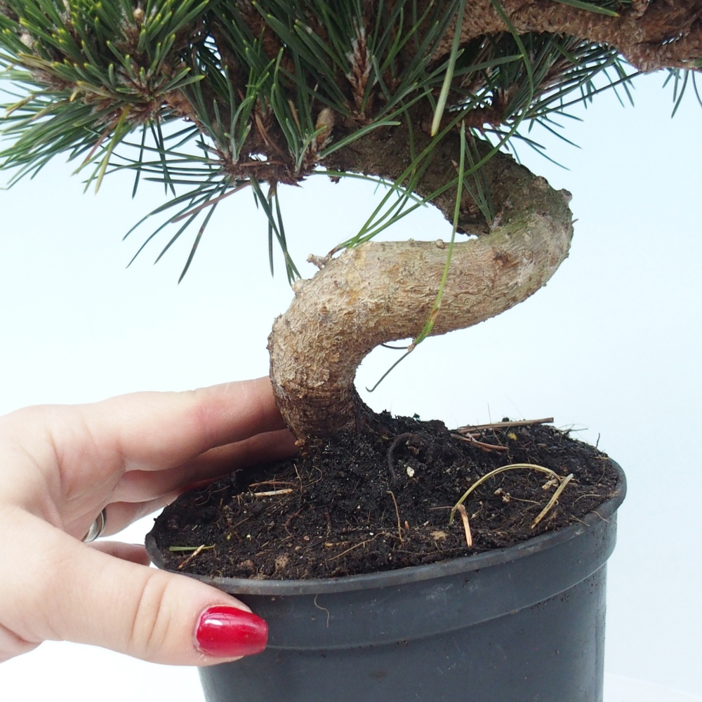 Bonsai für draußen - Pinus thunbergii senjyumaru - Thunberg-Kiefer