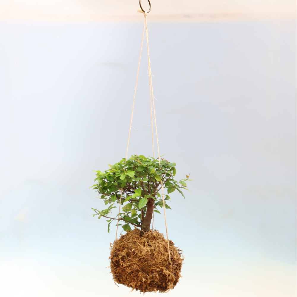 Kokedama in Keramik - Sagerecia Tee - Sageretia thea