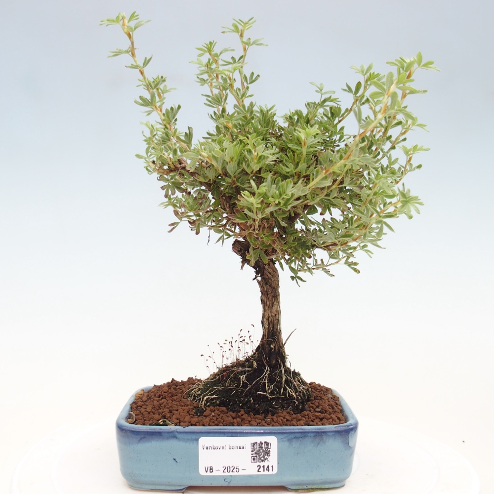 Bonsai für draußen - Potentila fruticosa gelber Vogel