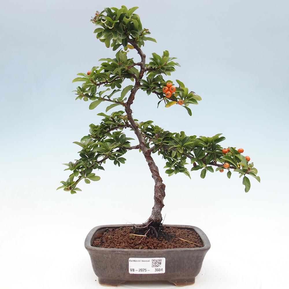 Freiland-Bonsai-Pyracantha Teton -Hlox