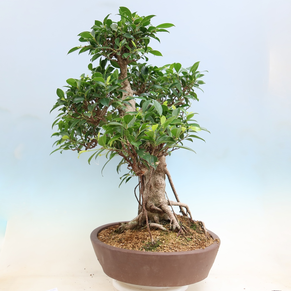 Zimmerbonsai - Ficus kimmen - Kleinblättriger Ficus