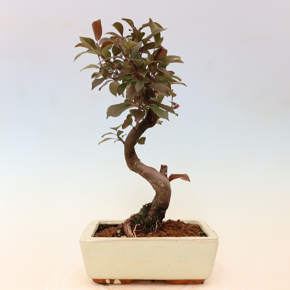 Outdoor-Bonsai -Malus domestica - Kleinfrüchtiger rotblättriger Apfelbaum