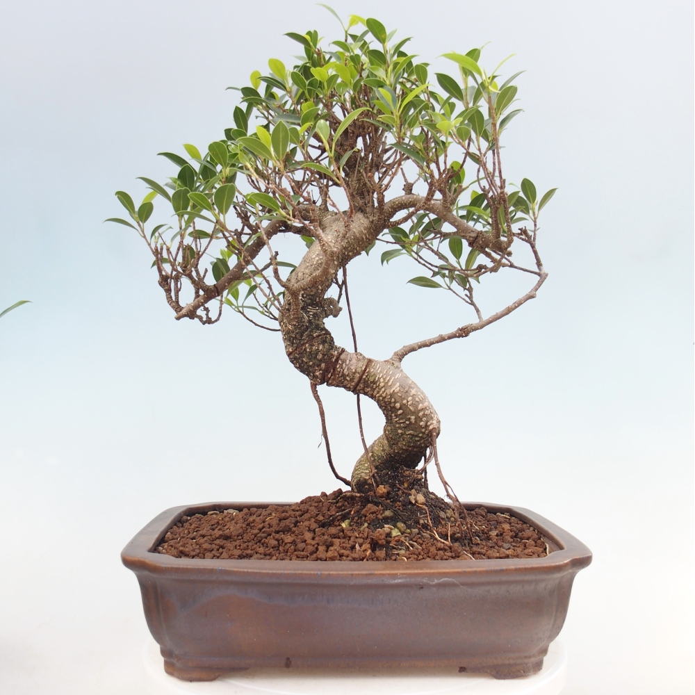 Zimmerbonsai - Ficus kimmen - Kleinblättriger Ficus