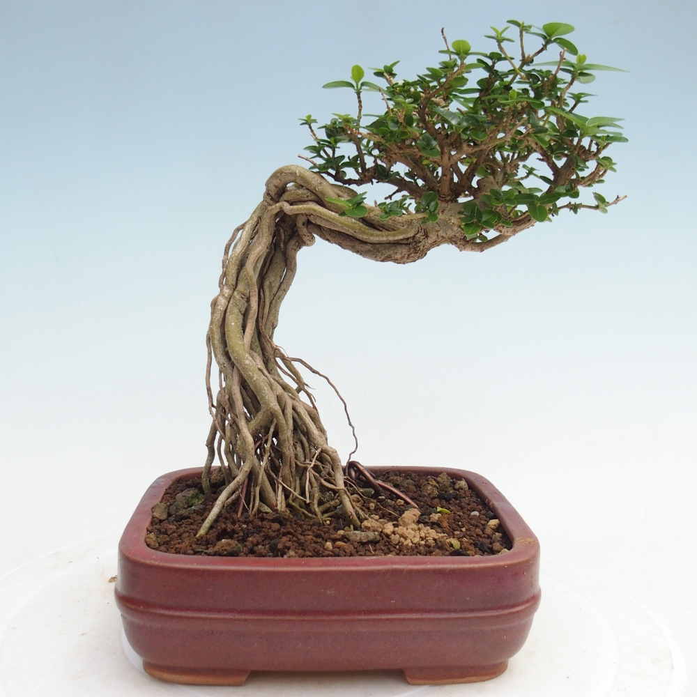 Zimmerbonsai - Premna serratifolia - Kozlovna malolista