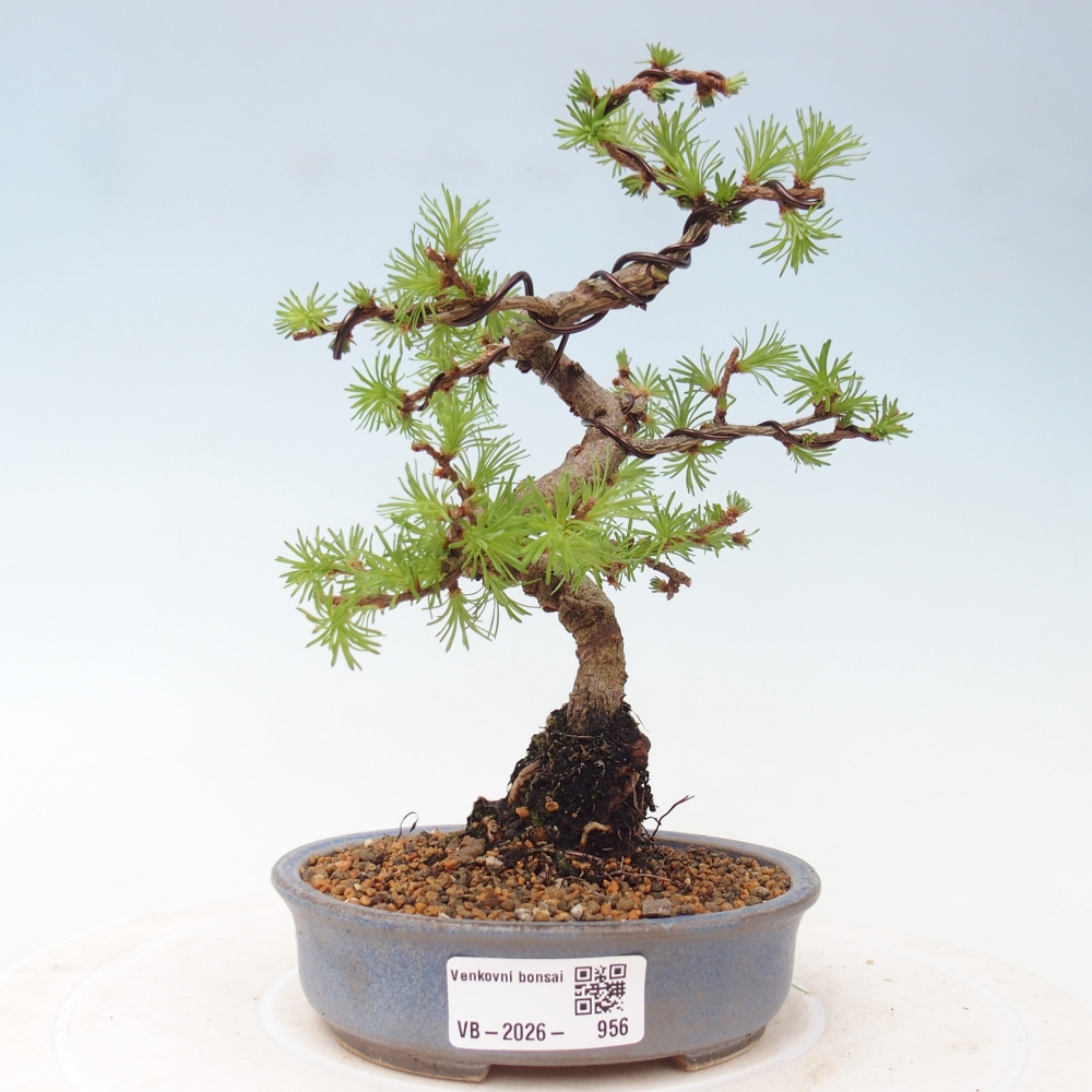 Bonsai für draußen - Larix Kaempferi - Japanische Lärche
