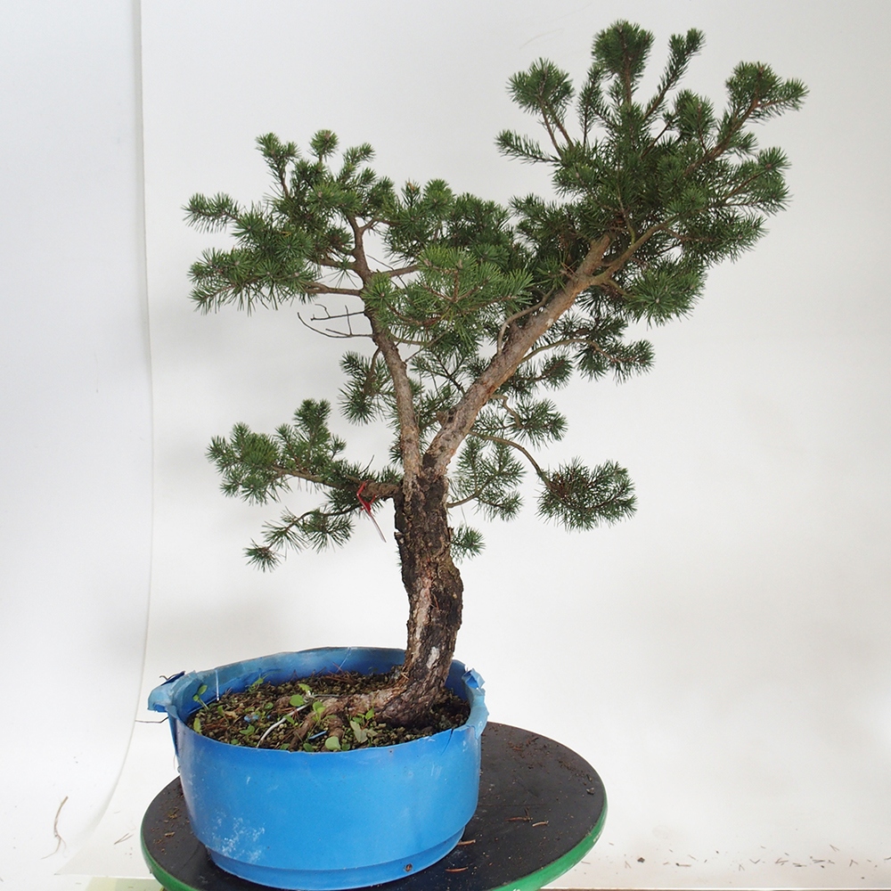 Yamadori - Pinus sylvestris Spanien