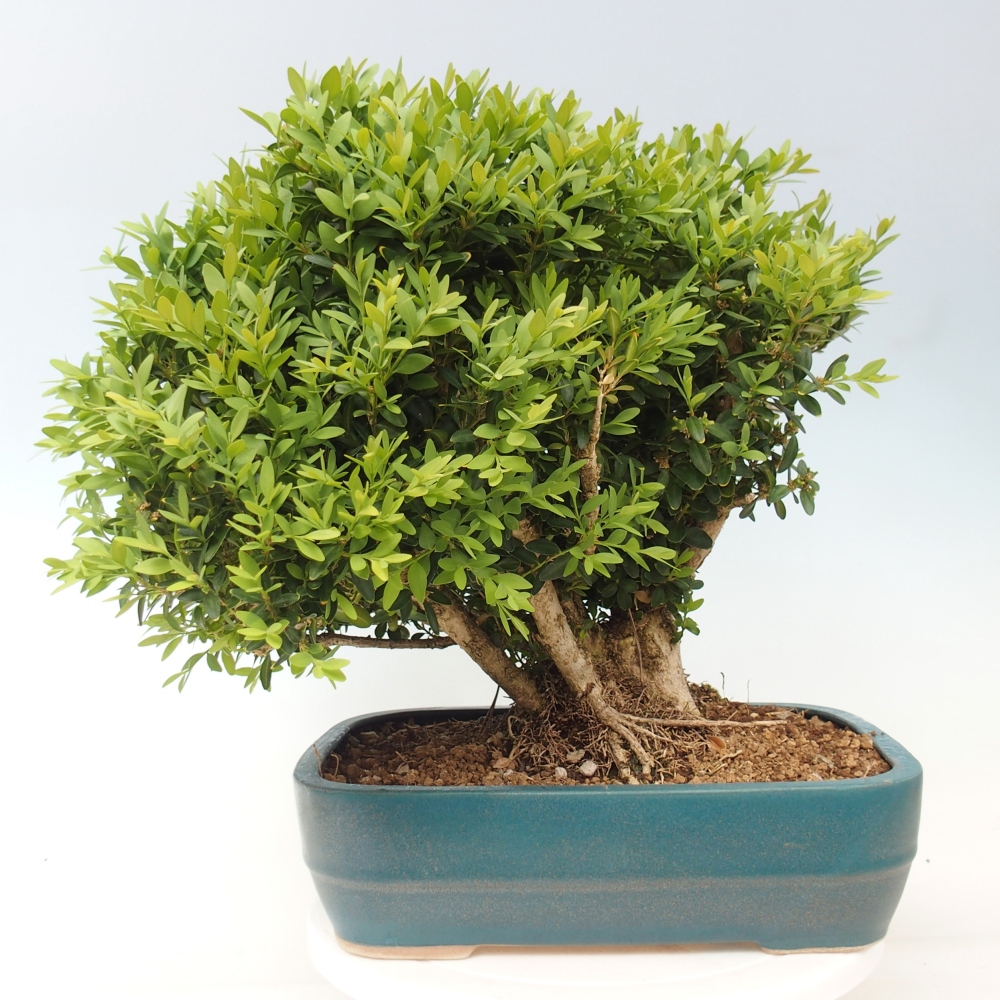 Bonsai für draußen - Buxus sempervirens - Buchsbaum