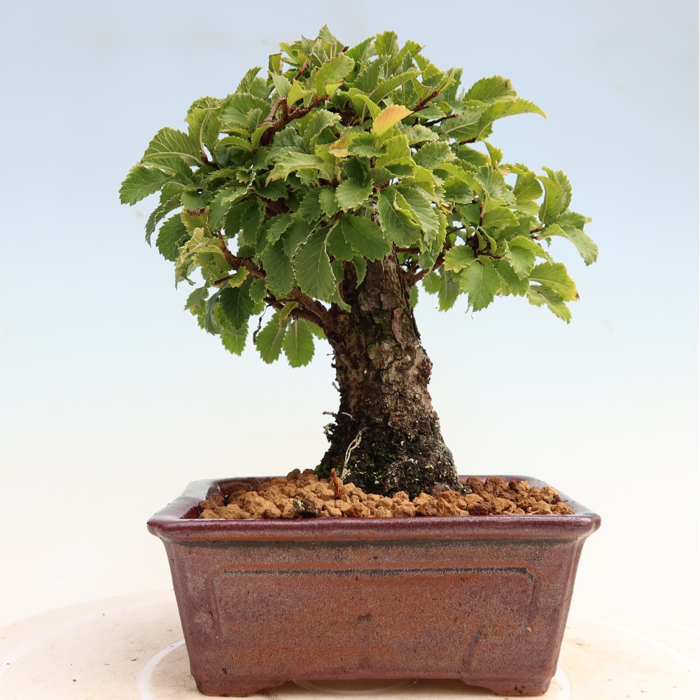 Bonsai für draußen - Zelkova - Zelkova NIRE