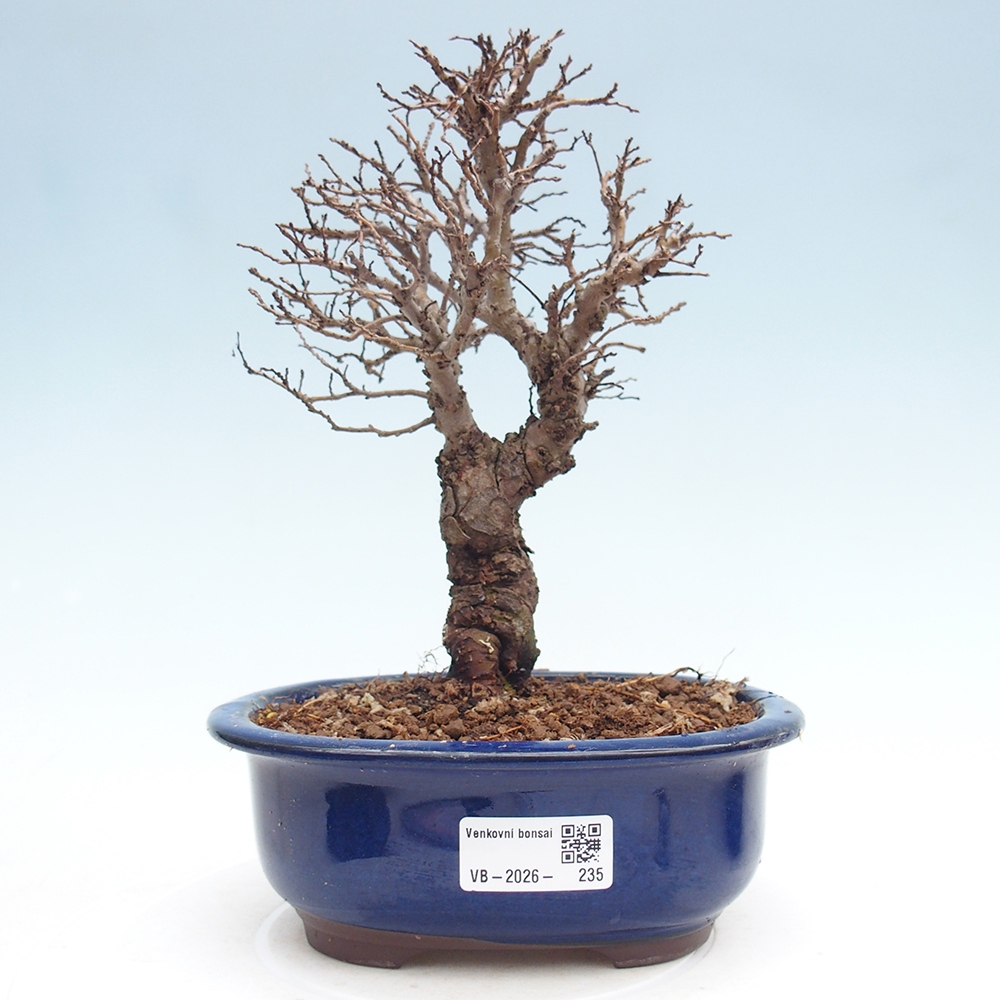Bonsai für draußen - Zelkova - Zelkova NIRE