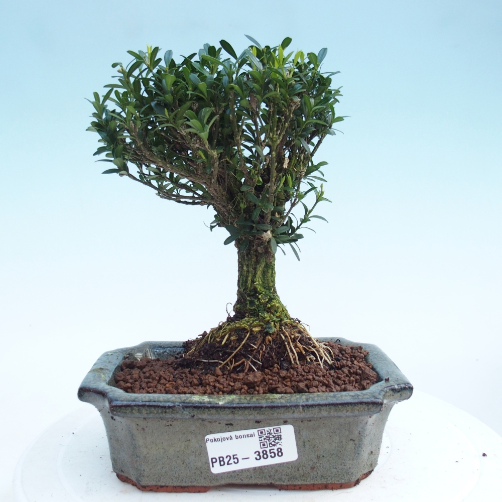 Zimmer Bonsai - Buxus harlandii - Korkbuxus