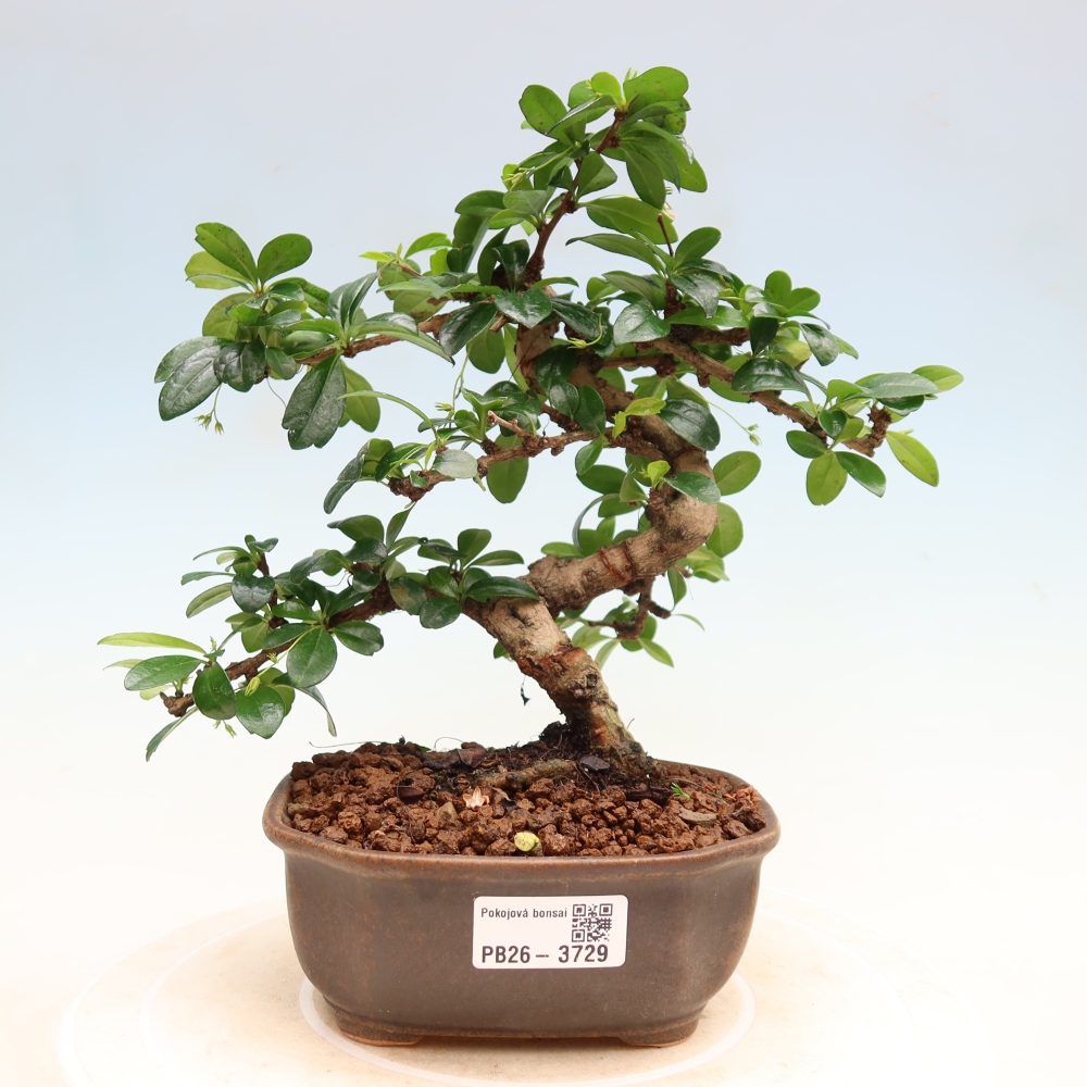 Zimmer-Bonsai - Carmona macrophylla - Tee-Fuki