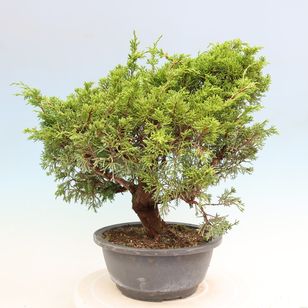 Bonsai für draußen - Juniperus chinensis Itoigawa-Juniperus chinensis