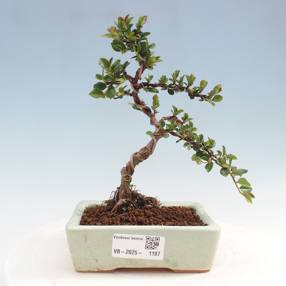 Freiland-Bonsai-Cotoneaster horizontalis - Rocky Mountain