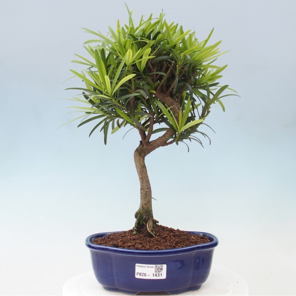 Zimmerbonsai - Podocarpus - Stein-Eibe