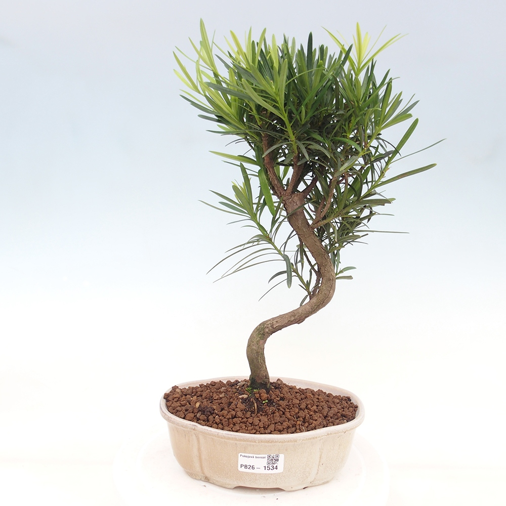 Zimmerbonsai - Podocarpus - Stein-Eibe