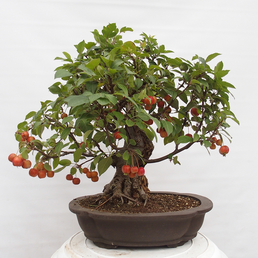 Outdoor-Bonsai -Malus halliana - Kleinfrüchtiger Apfelbaum