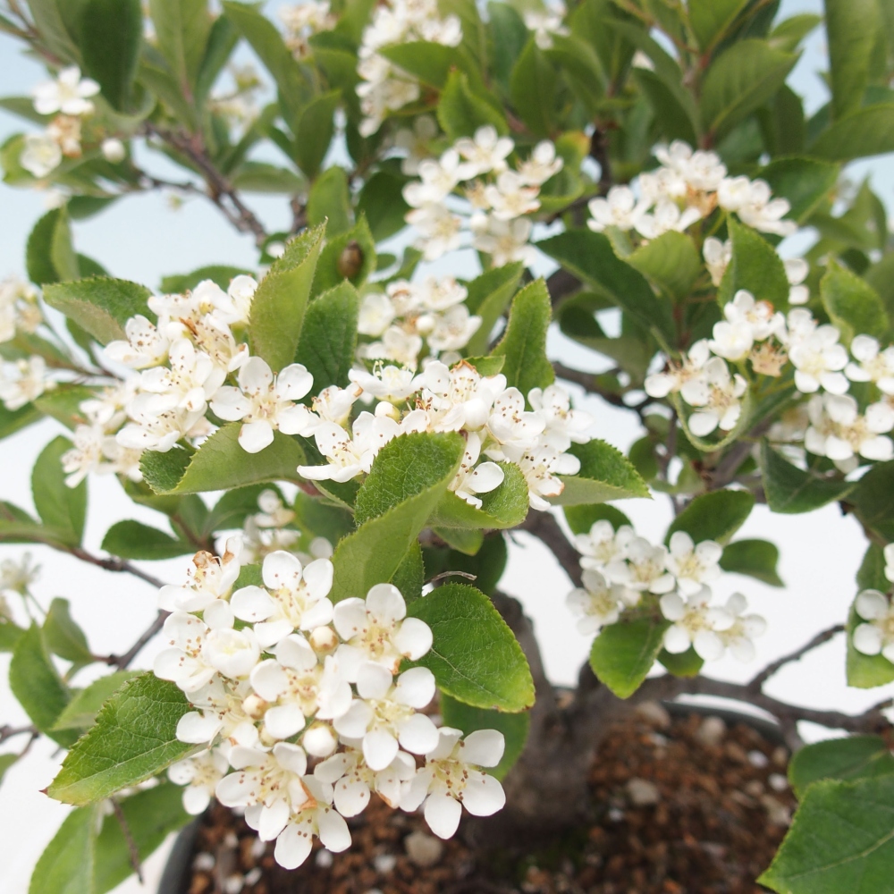 Bonsai für draußen - Photinia villosa