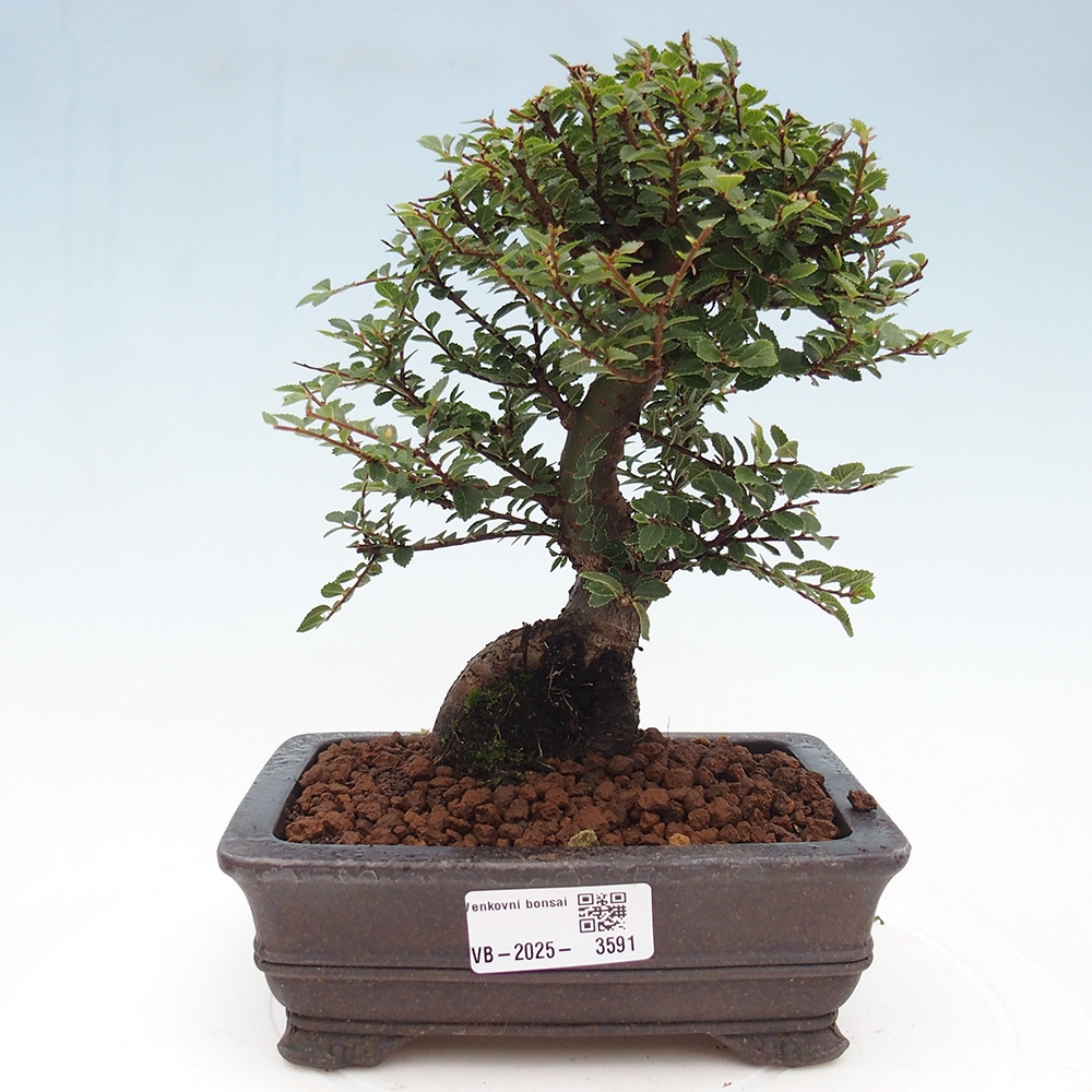 Bonsai für draußen - Ulmus parvifolia Hokkaido - Chinesische Ulme