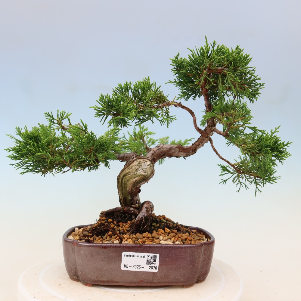 Bonsai für draußen - Juniperus chinensis Itoigawa