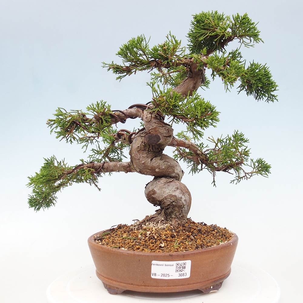 Bonsai für draußen - Juniperus chinensis Itoigawa
